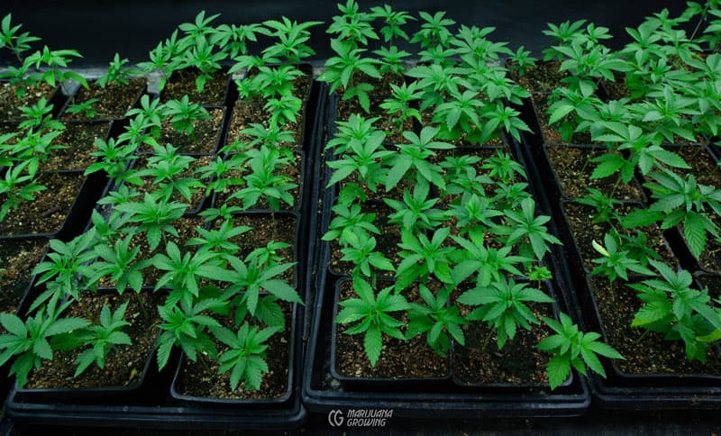 Nachhaltige Verpackungslösungen für Cannabis Samen