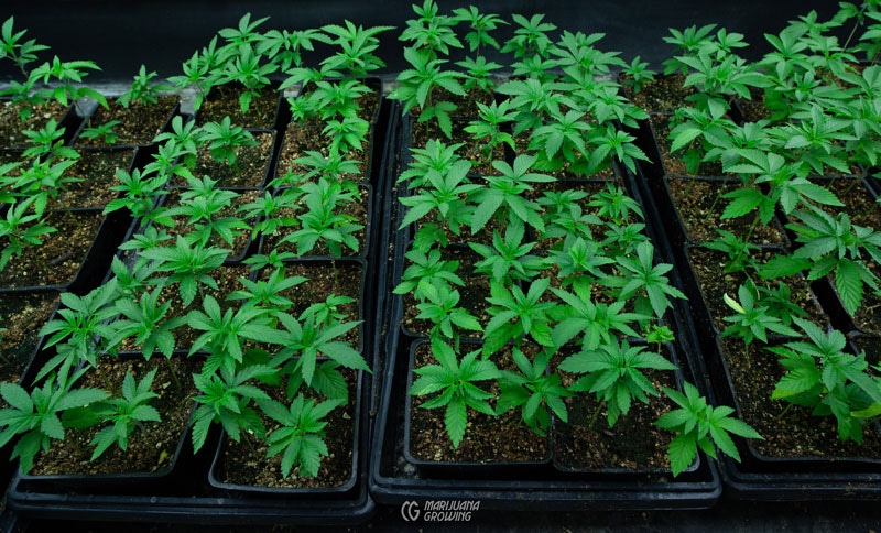 Nachhaltige Verpackungslösungen für Cannabis Samen