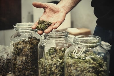 Rhino Cannabis Samen im Test