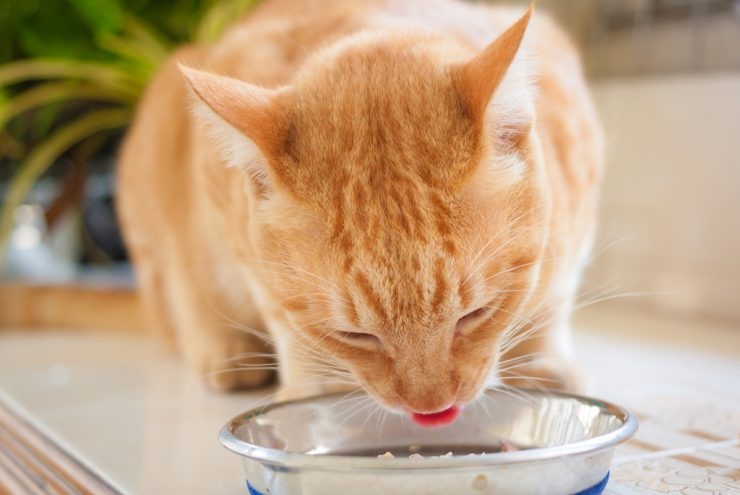 Entdecke die faszinierende Welt der Katzen Kletterwand: Spaß und Abenteuer für deine pelzigen Freunde