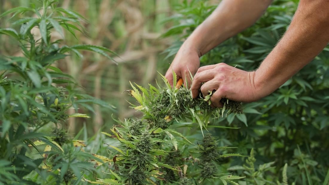 Ertrag maximieren: Tipps für die optimale Cannabis Samen Ernte