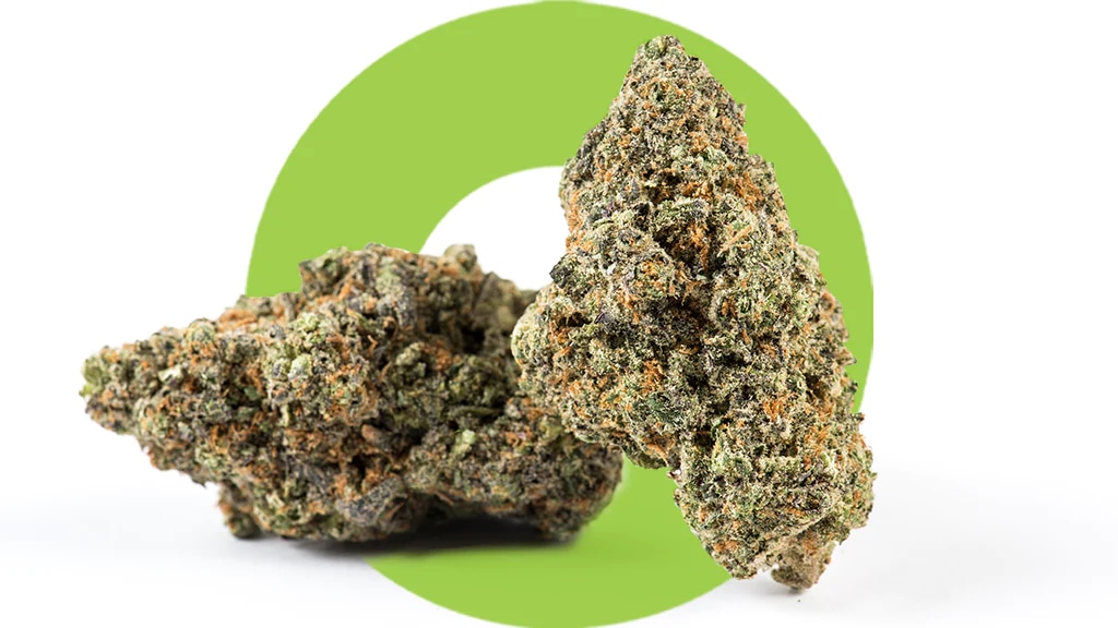 Warum Cannapot die erste Wahl für Sinsemilla und medizinisches Weed ist