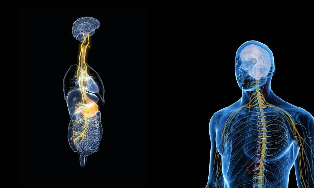 Die Geheimnisse des Vagusnervs: Neue Erkenntnisse über die Bedeutung des Vagusnervs für Gesundheit und Wohlbefinden